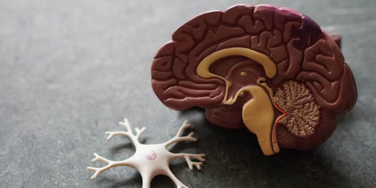 ייצור מיאלין